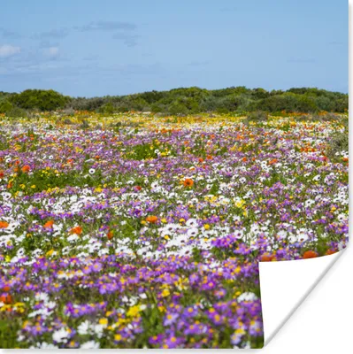 Produktbild von MuchoWow® Poster Blumenwiese - Lila - Blumen 100x100 cm - Babyzimmer