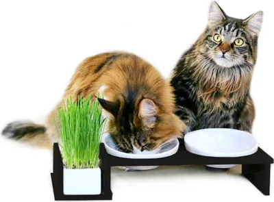 Obrázok produktu pre Misky pre mačky | Cat bar 2 | Canadian Cat