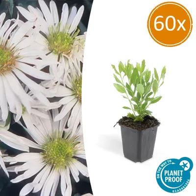 Image de Arbuste décoratif - Aster sauvage - Aster ageratioides 'Ashvi' - Pot de 9cm - Set de 60 plantes