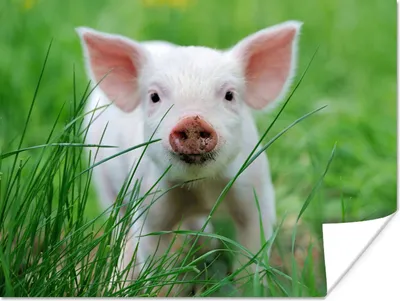 Produktbild von MuchoWow® Poster Schwein - Tiere - Groß 160x120 cm - Foto Plakat