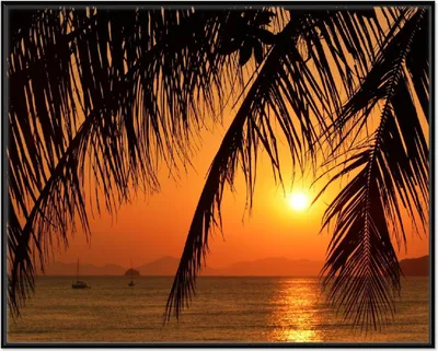Produktbild von Wallario Wandbild Sonnenuntergang unter Palmenblättern, Größe: 40,30 x 50,30 cm, Poster mit schwarzem Aluminiumrahmen