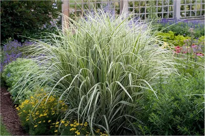 Produktbild von Stauden Gänge 10 x Miscanthus sinensis 'Variegatus' im 1 Liter Topf - Weißgestreifter Chinaschilf - Eleganz mit weißen Akzenten - Winterhart