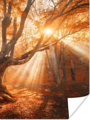 Produktbild von MuchoWow® Poster Baum - Natur - Herbst 120x160 cm - Wandbilder