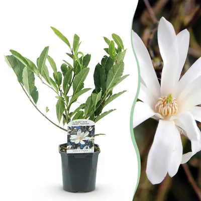 Produktbild von GreenboutiQ - Sträucher - Magnolia Stellata - Blüte Weiß - 1 Pflanze - Laubabwerfend - Wenig Pflege - Topf 17cm Höhe 45cm