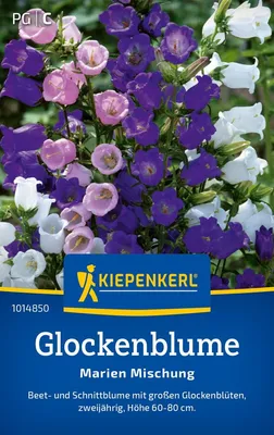 Produktbild von Kiepenkerl Glockenblumensamen Marienmischung Campanula medium 150 Pflanzen