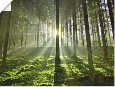 Produktbild von ARTland Poster Wald im Gegenlicht Größe: 60x45 cm