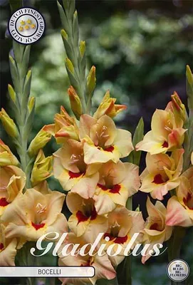 Artikelbild 2 von 'Gladiole Bocelli (10 Stück)' aus der Kategorie Gladiolenzwiebeln