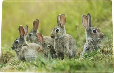Image de Paillasson Famille de lapins