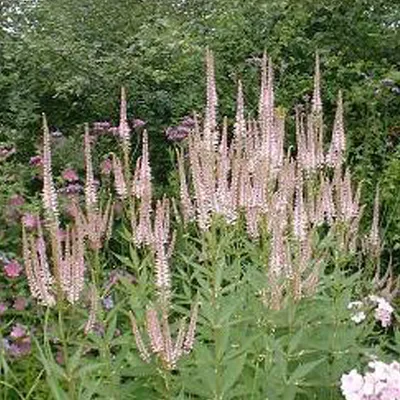 Produktbild von 6 x Kandelaberehrenpreis  - Veronicastrum virginicum 'Pink Glow'  | Topf 9cm x 9cm