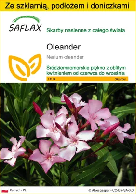 Zdjęcie produktu dla SAFLAX - Zestaw do uprawy - Oleander - 50 Nasiona - Z mini szklarnią, podłożem uprawowym i 2 doniczkami - Nerium oleander