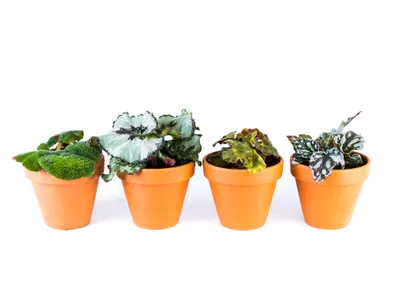 Obrázok produktu pre Gardners Begonia rex mix, priemer 6 cm