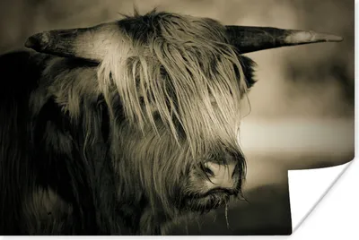 Produktbild von MuchoWow® Poster Schottischer Highlander - Tiere - Haare 180x120 cm - Fotoplakat