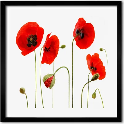 Produktbild von Bild - 50 cm x 50 cm - MDF - Rahmen, Wandkunst - Maki
