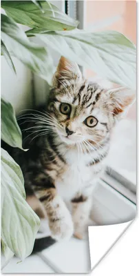 Produktbild von MuchoWow® Poster Katze - Kätzchen - Pflanzen 60x120 cm - Wandschmuck