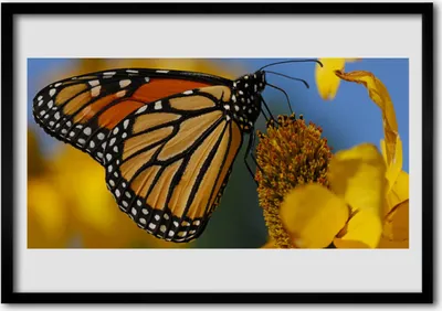 Produktbild von Bild 70x50 MDF-Rahmen Wandkunst Schmetterlings-Blumen-Natur