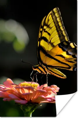 Produktbild von MuchoWow® Poster Schmetterling - Botanisch - Blume 60x90 cm - Wanddekoration