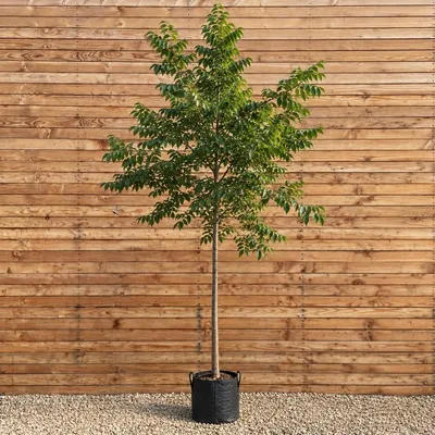 Produktbild von Bienenbaum 300-350 cm, Stammumfang 12-14 cm - Tetradium daniellii Hochstamm