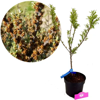 Produktbild von Hippophae rhamnoides 'Pollmix', Sanddorn, männlich, 3-Liter-Topf