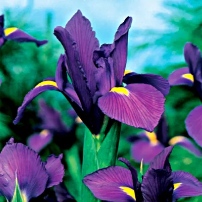 Image de Iris hollandais Purple Sensation 10 bulbes d'iris