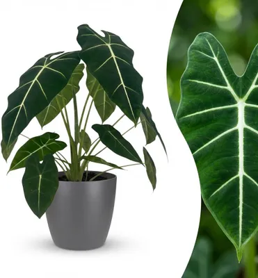 Produktbild von Alocasia Frydek Pfeilblatt 60cm 19cm Zimmerpflanze mit grauem Übertopf pflegeleicht grüne Blattpflanze mit weißen Blattadern für Wohnzimmer Büro