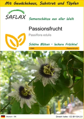 Produktbild von SAFLAX Anzucht Set - Passionsfrucht - Passiflora edulis - 40 Samen - Mit Mini-Gewächshaus, Anzuchtsubstrat und 2 Töpfen