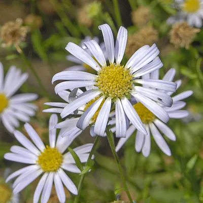 Produktbild von 6 x Eingeschnittene Schönaster - Kalimeris incisa | Topf 9cm x 9cm