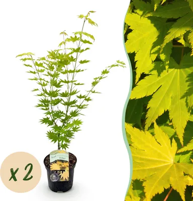 Produktbild von Terrassenpflanze - Japanischer Ahorn - Acer palmatum Jordan - Gelb - 2 Pflanzen - Laubabwerfend - 60-70cm - Ø25cm - Gartenpflanze