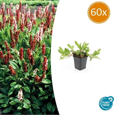 Image de Plante couvre-sol - Persicaire rampant - Persicaria aff. 'Darjeeling Red' - Pot de 9 cm - Coffret de 60 plants