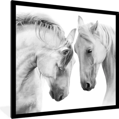 Produktbild von MuchoWow® Gerahmtes Poster Pferd - Tiere - Porträt - Weiß 40x40 cm - Poster mit Schwarzem Bilderrahmen Wandposter Rahmen Foto Bilder - Mit Rahmen - Wanddekoration Schlafzimmer