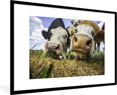 Produktbild von MuchoWow® MuchoWow® Gerahmtes Poster Kühe - Heu - Porträt 90x60 cm - Poster mit zchwarzem Bilderrahmen - Wanddekoration - Fotos