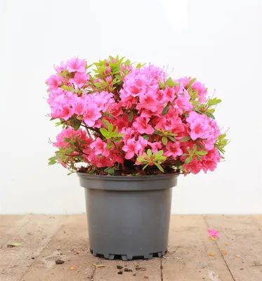 Produktbild von Rhododendron obtusum 'Michiko', Azalee, rosa Blüten, 25–30 cm