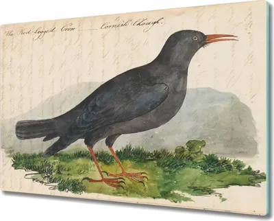 Produktbild von Coloray Hackbrett Herdabdeckplatte 80x52 cm Küchenbrett Kochplattenabdeckung Schneidebrett - Vögel Tiere