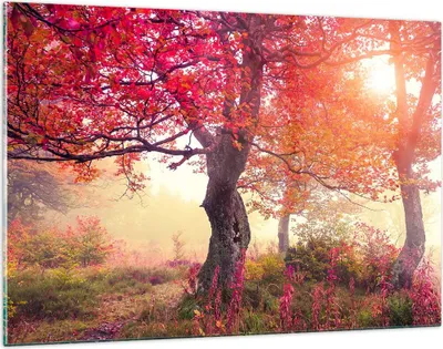 Produktbild von Bilder auf glas - Baum Natur Wiese - 120x80cm - Glasbilder - Wandbilder - Kunstdruck - zum Aufhängen bereit - Wanddekoration aus Glas - Glas Bilder - Wandbild auf Glas - Einteilig - GAA120x80-3658