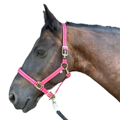 Produktbild von Halfter für Pferde mit Glitzer in rosegold, Halfter Pferd in pink, 2-fach verstellbar, Shetty