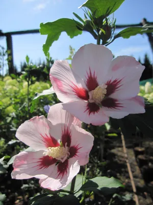 Produktbild von Hochstamm Garteneibisch Hamabo - Hibiscus syriacus - Stamm 80cm + Krone