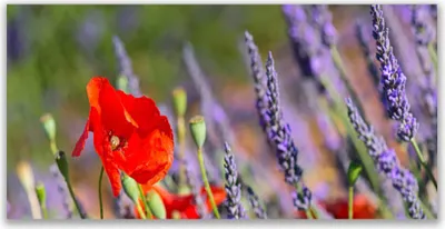 Produktbild von Glasbilder 120x60 Wandbild Druck auf Glas Blumen Pflanzen