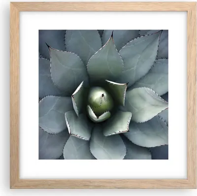 Produktbild von Gerahmtes Poster - Rahmen in heller Eiche - Blau Blätter Agave - 30x30 cm - Wand Bild - Wanddeko - Wandbilder - Kunstposter - Wandposter - Bilderrahmen - Bilder - Kunstdruck - P2NAC30x30-5133