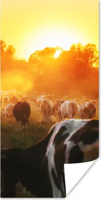 Produktbild von MuchoWow® Poster Kühe - Sonnenuntergang - Wiese - Tiere 20x40 cm - Plakat - Foto