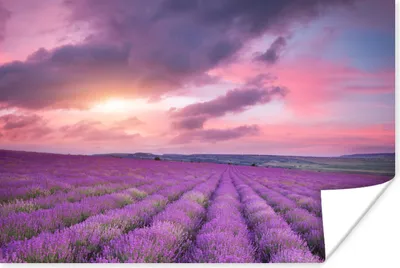 Produktbild von MuchoWow® Poster Lavendel - Lila - Wolken - Blumen 60x40 cm - Schlafzimmerdekoration