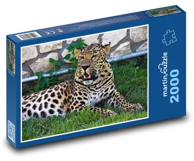 Obrázok produktu pre Puzzle 2000 Leopard v zelenej oáze - martinpuzzle
