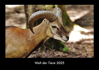 Produktbild von Welt der Tiere 2025 Fotokalender DIN A3