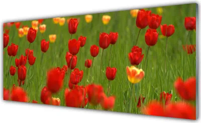Produktbild von Glasbilder 125x50 Wandbild Druck auf Glas Tulpen Natur