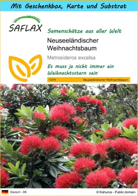 Produktbild von SAFLAX - Geschenk Set - Neuseeländischer Weihnachtsbaum - 300 Samen - Mit Geschenk- / Versandbox, Versandaufkleber, Geschenkkarte und Anzuchtsubstrat - Metrosideros excelsa