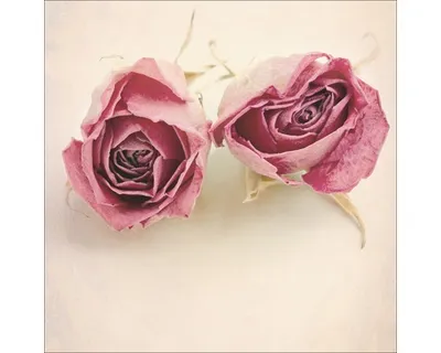 Produktbild von Glasbild Vintage Roses II 20x20 cm