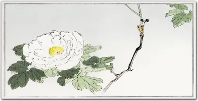 Produktbild von Coloray - Bild aus Glas - Glasbilder - 100 x 50 cm - Gehärtetes Glas Glasblock mit Bild Küche Wohnzimmer Wanddekoration Dekoration - Asiatische Blumen