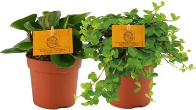 Obrázek produktu pro Peperomia Duo - trpaslicí pepr, pokojová rostlina, 2 rostliny, prumer 10cm