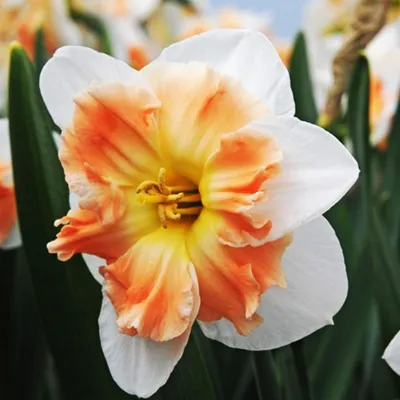 Produktbild von Narzissen Zwiebeln Blumen mit gespaltenem Cup Drama Queen 3 St.