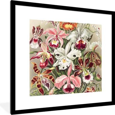 Produktbild von MuchoWow® Gerahmtes Poster Blumen - Ernst Haeckel - Jahrgang - Orchidee 40x40 cm - Poster mit Schwarzem Bilderrahmen Wandposter Rahmen Foto Bilder - Poster - Plakat im Rahmen