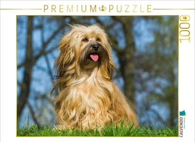 Produktbild von CALVENDO Puzzle Kuschelwuschel Havaneser | 1000 Teile Lege-Größe 64x48cm Foto-Puzzle für glückliche Stunden
