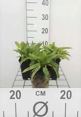 Produktbild von 6 x Campanula glom. 'Acaulis' - Bergminze - Topf 9 x 9 cm